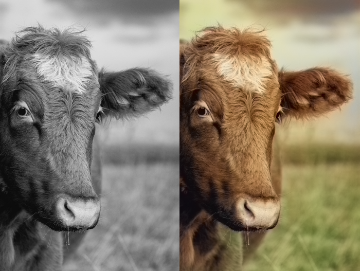 Cow recolorization